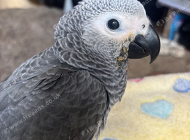 baby african grey ready for sale