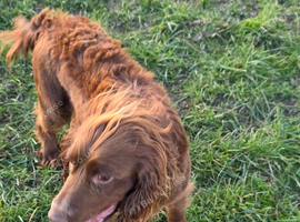 Bonny cocker spaniel