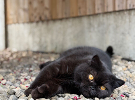 Beautiful Black British Shorthair
