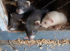 Eu ferrets for sale
