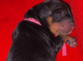 F1B cavapoo puppies born on 1/6/26