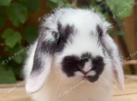 Most gorgeous mini lop boy