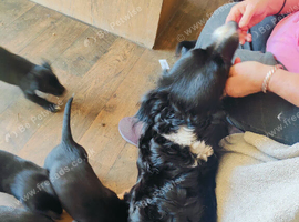 Collie x lab