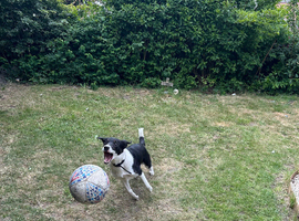 Kc registered border collie tri color