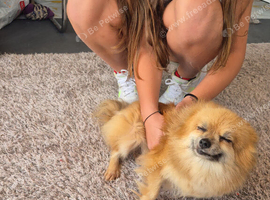 Girl pomeranian