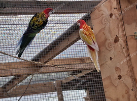 Rosellas for sale unrelated pair