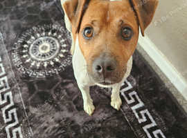 Plummer terrier