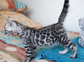 Quality Pedigree Bengal Kittens