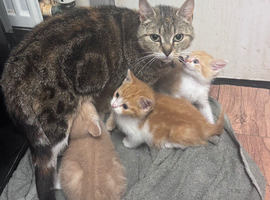 Kittens ready
