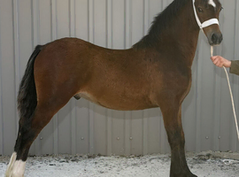 Show stopping colt
