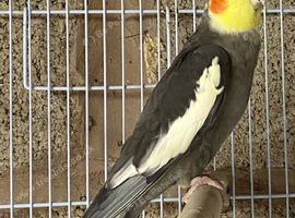 Cockatiel male