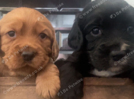 Well bred cocker spaniel pups &pound;500