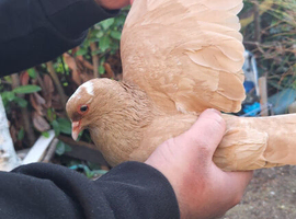 HIGHFLYER PIGEONS AND FEW RACER PIGEONS