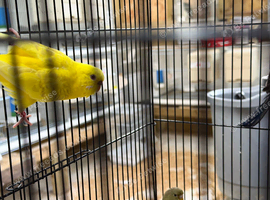 Luton female budgie