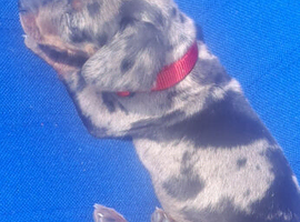 Mini daschound