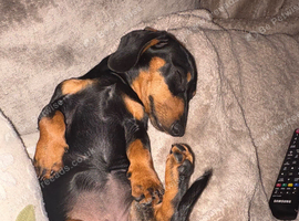 Female Dachshund