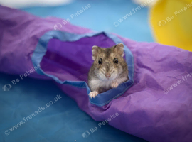 Hamster for sale with full set up
