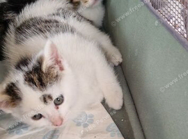 2 girl tabby&rsquo;s left