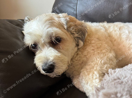 Give my dog a new home due to my husband going into care don't have the time to look after him