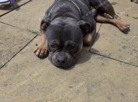 Pocket American Bully 1 year old
