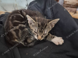 12wk old kittens