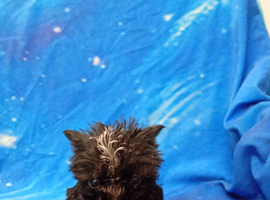 Tiny PomChi Boy