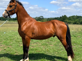 Welsh D gelding to make 14,3