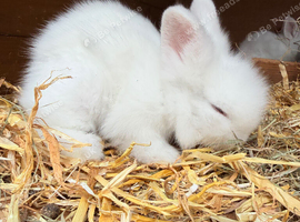 Double main lionhead