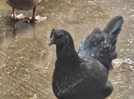 4 ayam hens pol