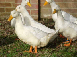 7 white ducks &pound;20 each