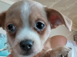 Shorchi puppies