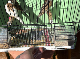 2 blue goldfinch mules + the female they where bred off