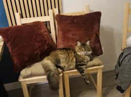 Loving Family-Raised Maine Coon Kittens