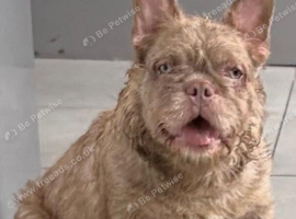 French bulldog