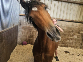 Welsh section d 2 year old colt
