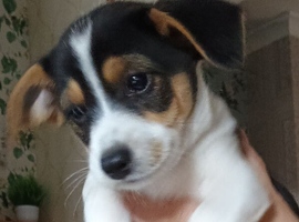 Stunning little jack Russell male