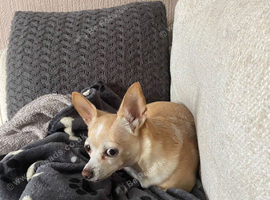 Poppy 8years 8months half Chihuahua/Bichon fries.