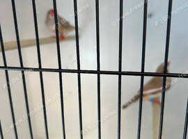 Loads of finches Zebs bengals penguins black check