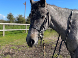 Poppy! Class 1 &bull; 3yo &bull; Mare