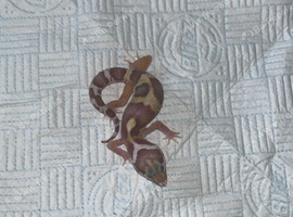 Young leopard gecko (unsexed) ready to go in 8/9 weeks!