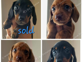 Stunning mini ( kinachen) dachshunds