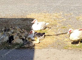 Muscovy Ducks