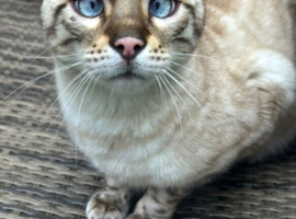 5 beautiful Bengal kittens