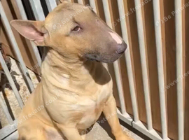 Kc Reg Fawn & White Bull Terrier