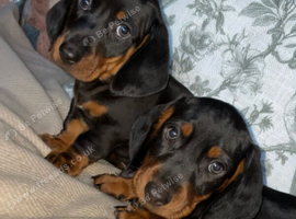 2 gorgeous boys️
