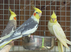 Cocktail parrot