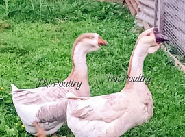 Pair Buff African Geese