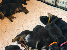 10 healthy puppies Rottie xx