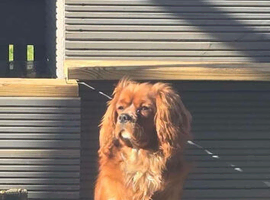 King Charles cavalier