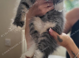 Main coone kittens